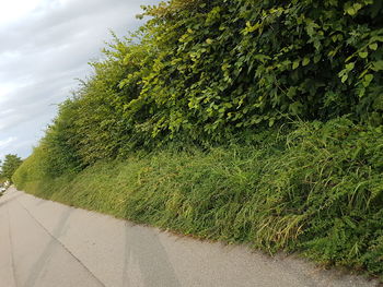 Footpath amidst trees in field