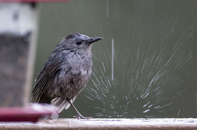 Close-up of bird perching on a water