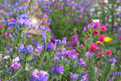 Close-up of purple flowering plants on field