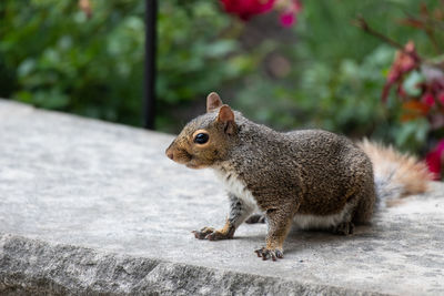 Close-up of squirrel eating outdoors