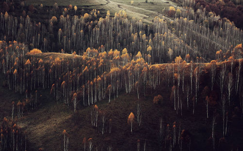 High angle view of trees on field in forest