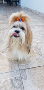 High angle portrait of dog on footpath