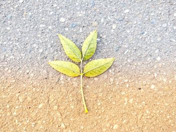 High angle view of plant leaf on field