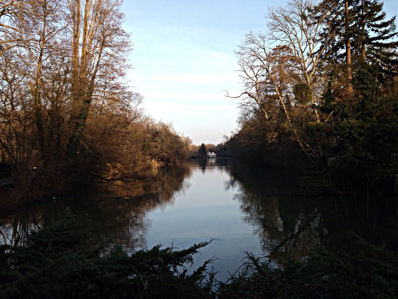 tree, water, reflection, tranquility, tranquil scene, lake, sky, scenics, beauty in nature, nature, growth, river, outdoors, idyllic, day, no people, standing water, branch, calm, sunlight