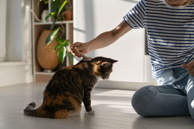 Closeup of casual single woman hand combing tabby cat sits on parquet floor in bright apartment