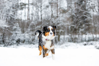 Dog running on snow