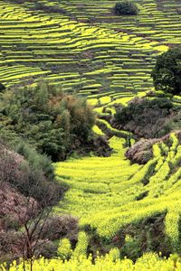 High angle view of rice field