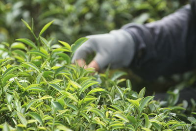 Hand-picked tea ensures the integrity of the tea leaves