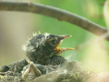 Close-up of young bird