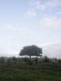Trees on field against sky