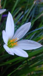 Close-up of white crocus flower