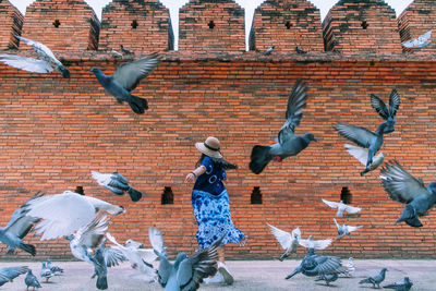 Woman amidst pigeons against brick wall