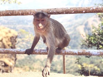 Monkey sitting on railing