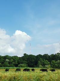 Scenic view of grassy field against sky