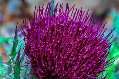 Close-up of purple flowering plant