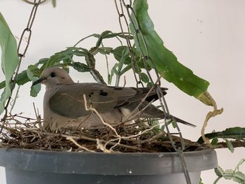 Close-up of bird perching on nest