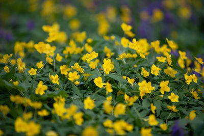 Close-up of yellow flowering plants on field