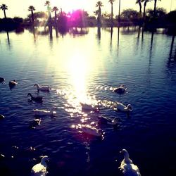 Ducks swimming in lake