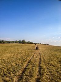 Scenic view of agricultural field against clear sky