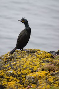 Cormorant on rock formation