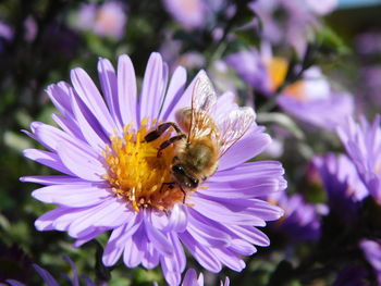 Close-up of bee pollinating on purple flower