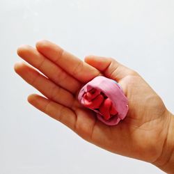 Close-up of hand holding pink flower over white background