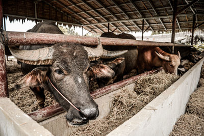 High angle view of cow in shed