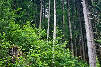 View of trees in forest