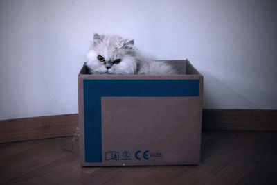 Portrait of a cat in box