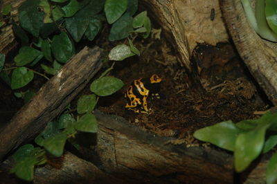 High angle view of insect on tree trunk