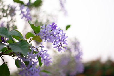 Close-up of purple flowering plant