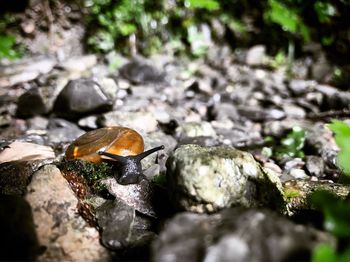 Close-up of an insect on rock