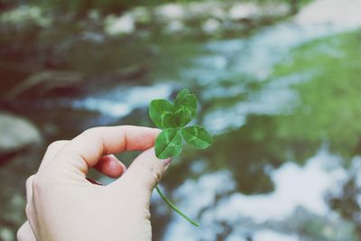 Close-up of hand holding leaves