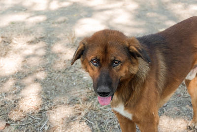 Portrait of dog standing on field