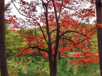 Scenic view of trees during autumn