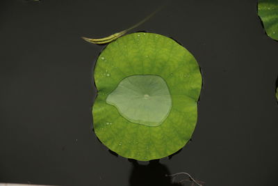 Close-up of leaves