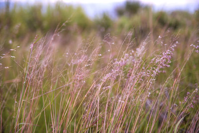 Close-up of purple flowering plants on field