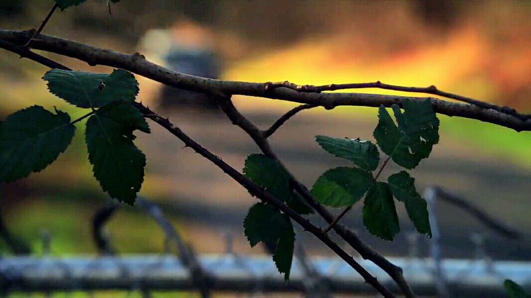 focus on foreground, leaf, branch, close-up, growth, nature, twig, plant, tranquility, selective focus, tree, beauty in nature, outdoors, no people, green color, stem, day, sky, sunlight, leaves