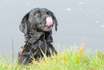 Head shot of a black labrador in the water looking expectantly