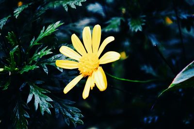 Close-up of yellow flower blooming outdoors