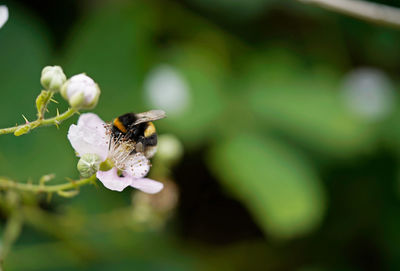 Bumble bee on the blackberry flower