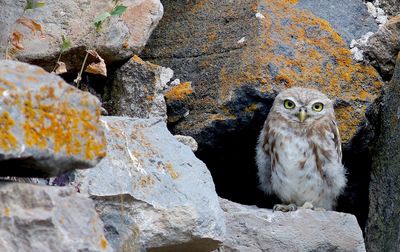 Close-up portrait of owl