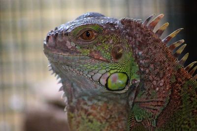 Close-up of lizard