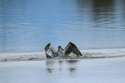 Horse in sea