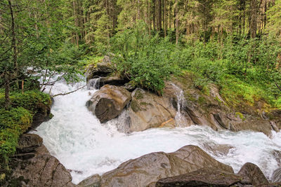 High angle view of trees on landscape