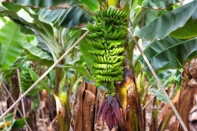 Close-up of fresh vegetables in field