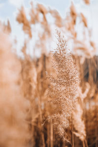 Close-up of wheat growing on field