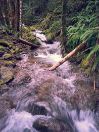 River flowing through rocks in forest
