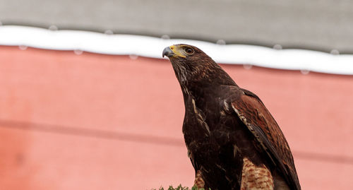 Harris hawk parabuteo unicinctus a bird of prey on a perch in captivity