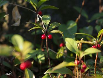 Close-up of berries growing on tree